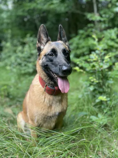 Malinowa Akademia Psów